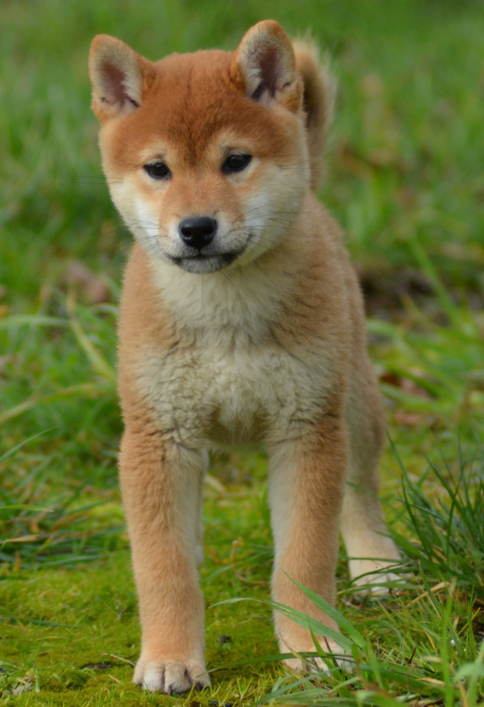 of three love angel - Chiots disponibles - Shiba