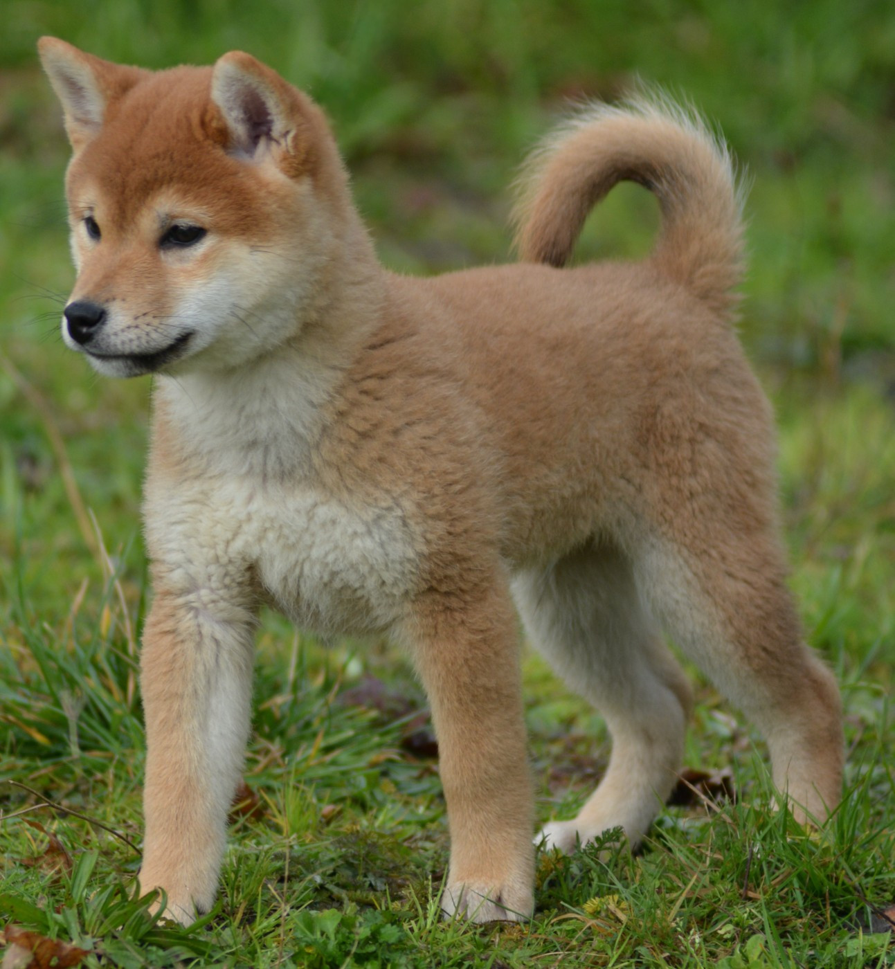 of three love angel - Chiots disponibles - Shiba