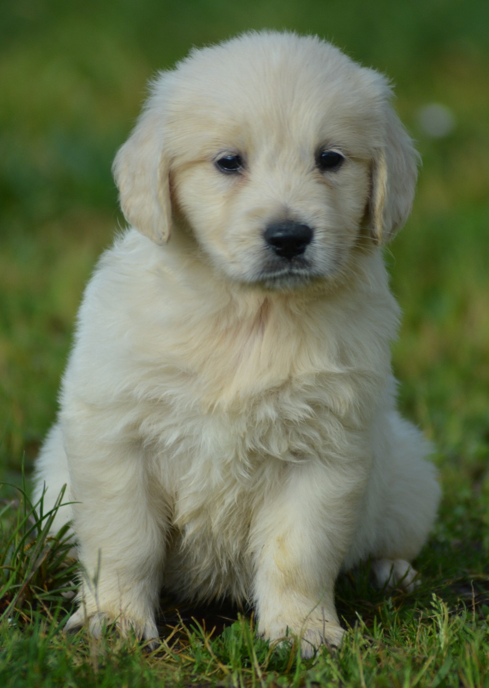 of three love angel - Chiots disponibles - Golden Retriever