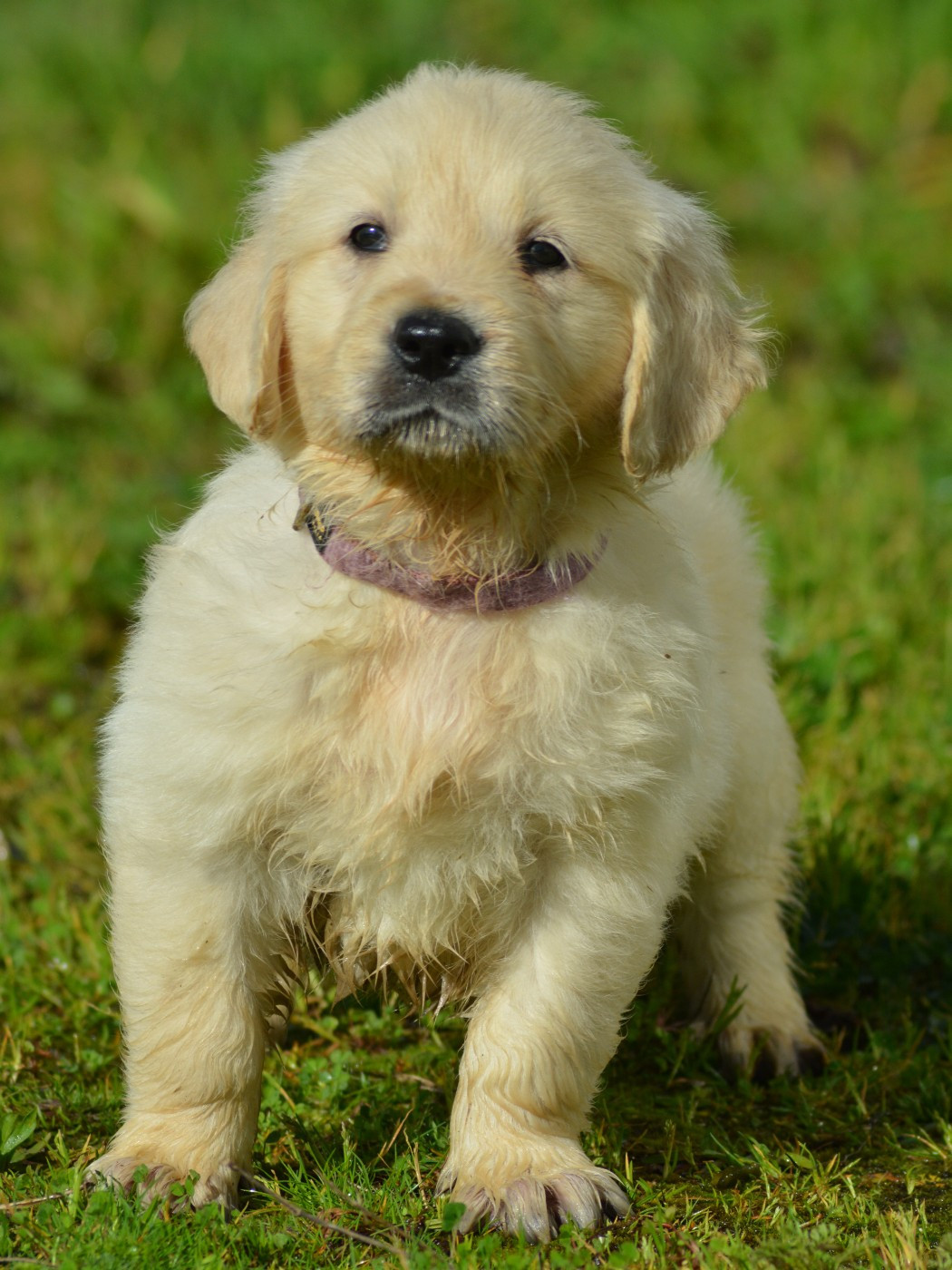 of three love angel - Chiots disponibles - Golden Retriever