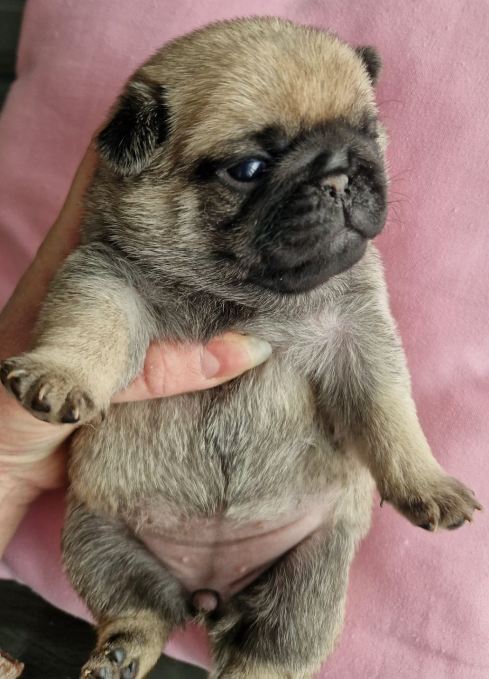 of three love angel - Chiots disponibles - Carlin