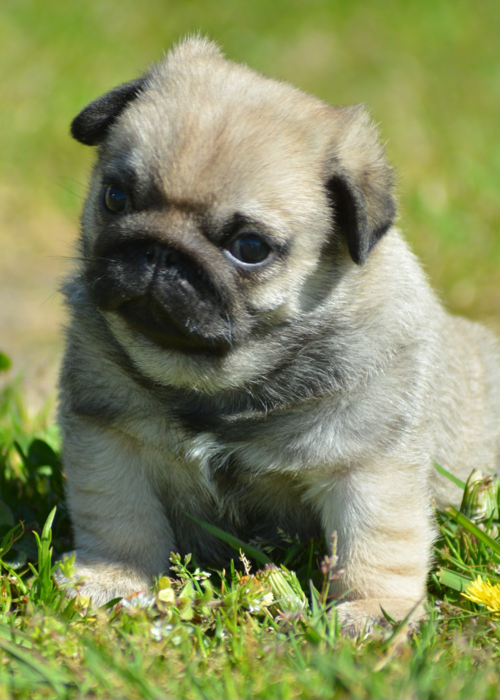 of three love angel - Chiots disponibles - Carlin