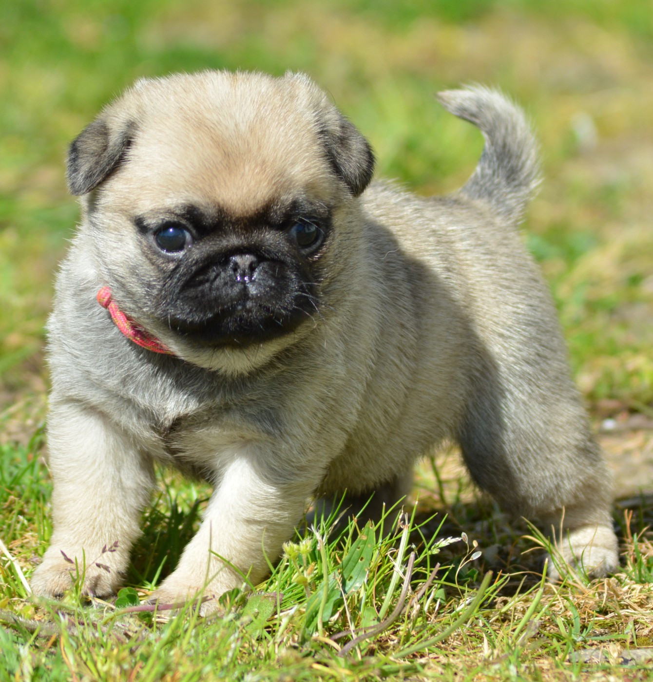 of three love angel - Chiots disponibles - Carlin