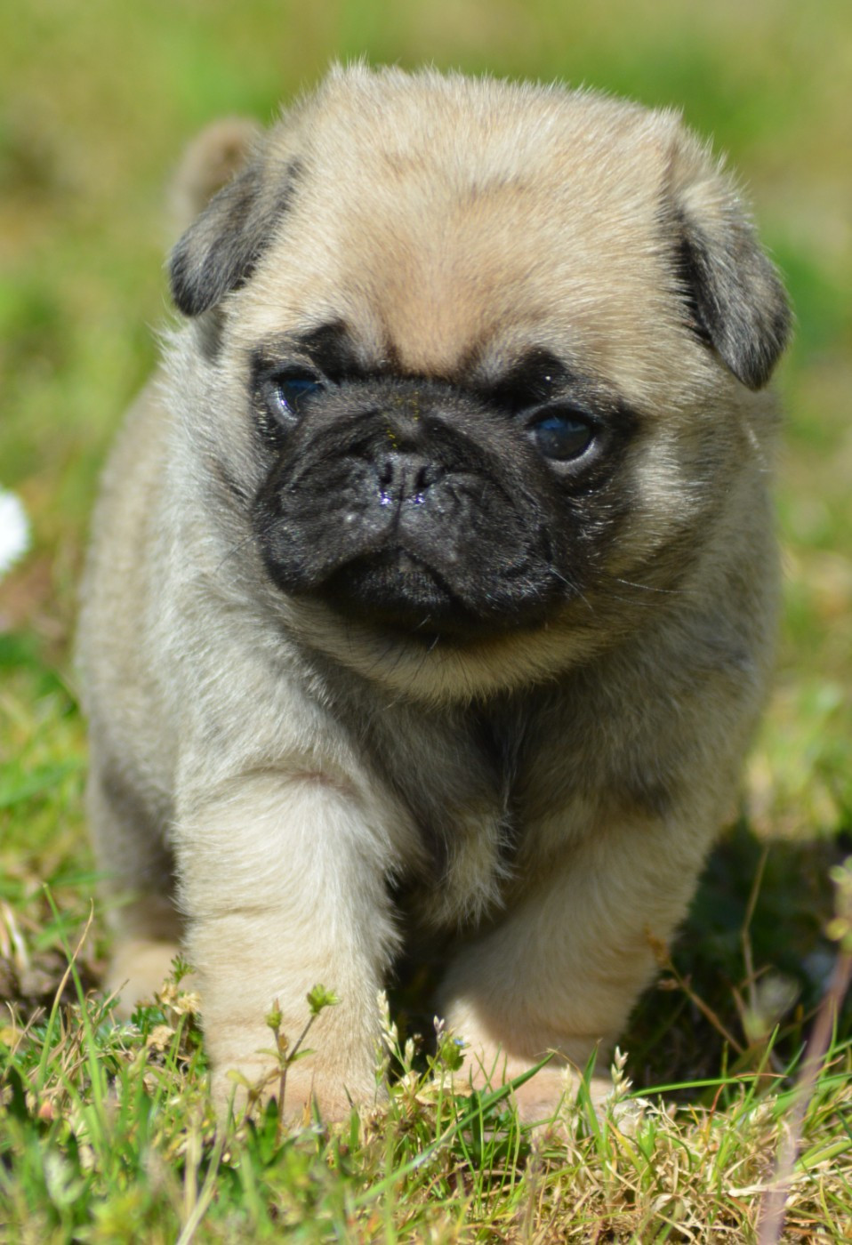 of three love angel - Chiots disponibles - Carlin