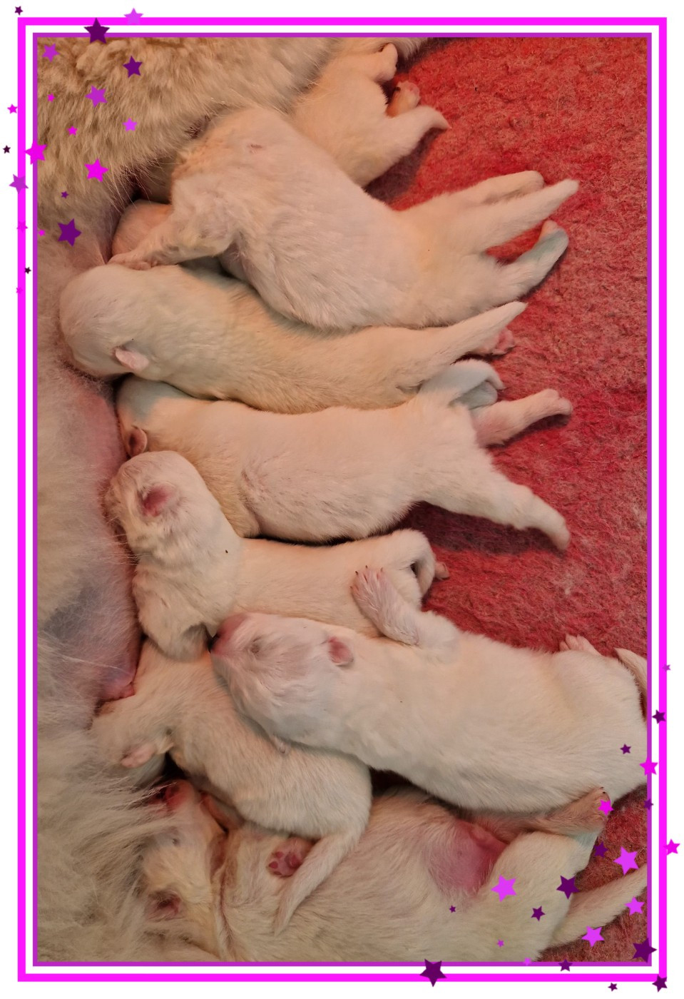 of three love angel - Chiots disponibles - Samoyède