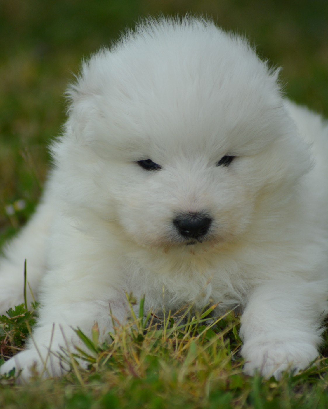 of three love angel - Chiots disponibles - Samoyède