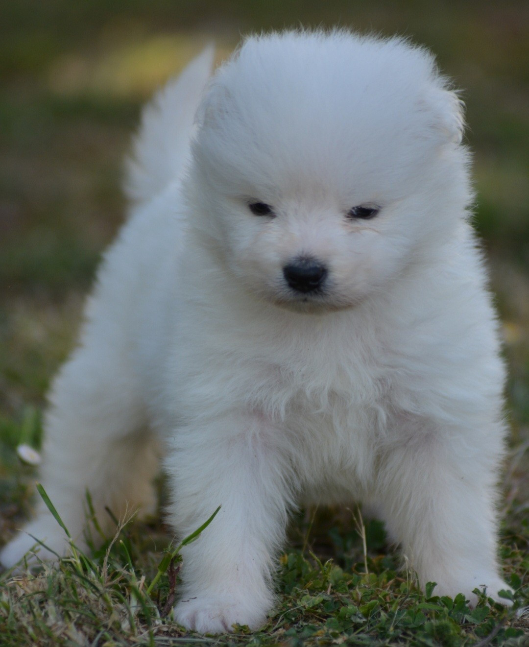 of three love angel - Chiots disponibles - Samoyède