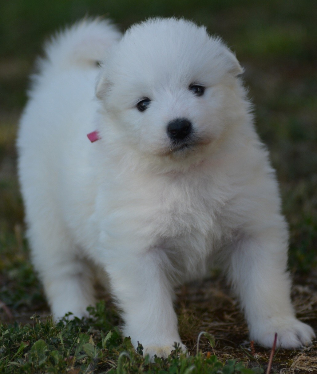 of three love angel - Chiots disponibles - Samoyède