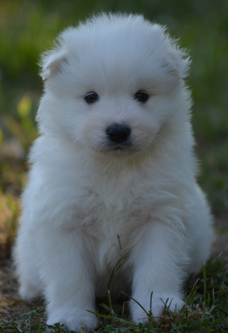 of three love angel - Chiots disponibles - Samoyède