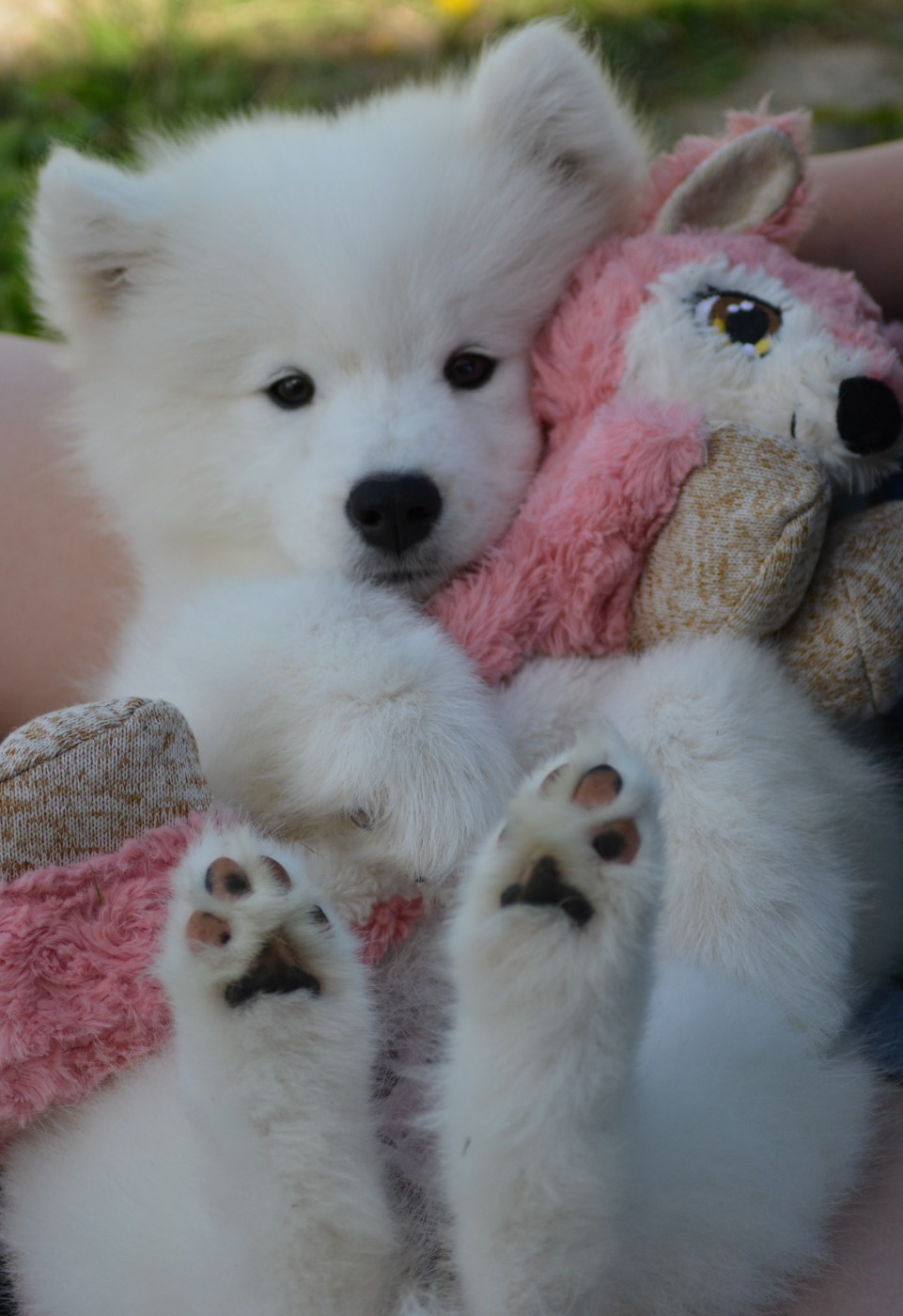 of three love angel - Chiots disponibles - Samoyède