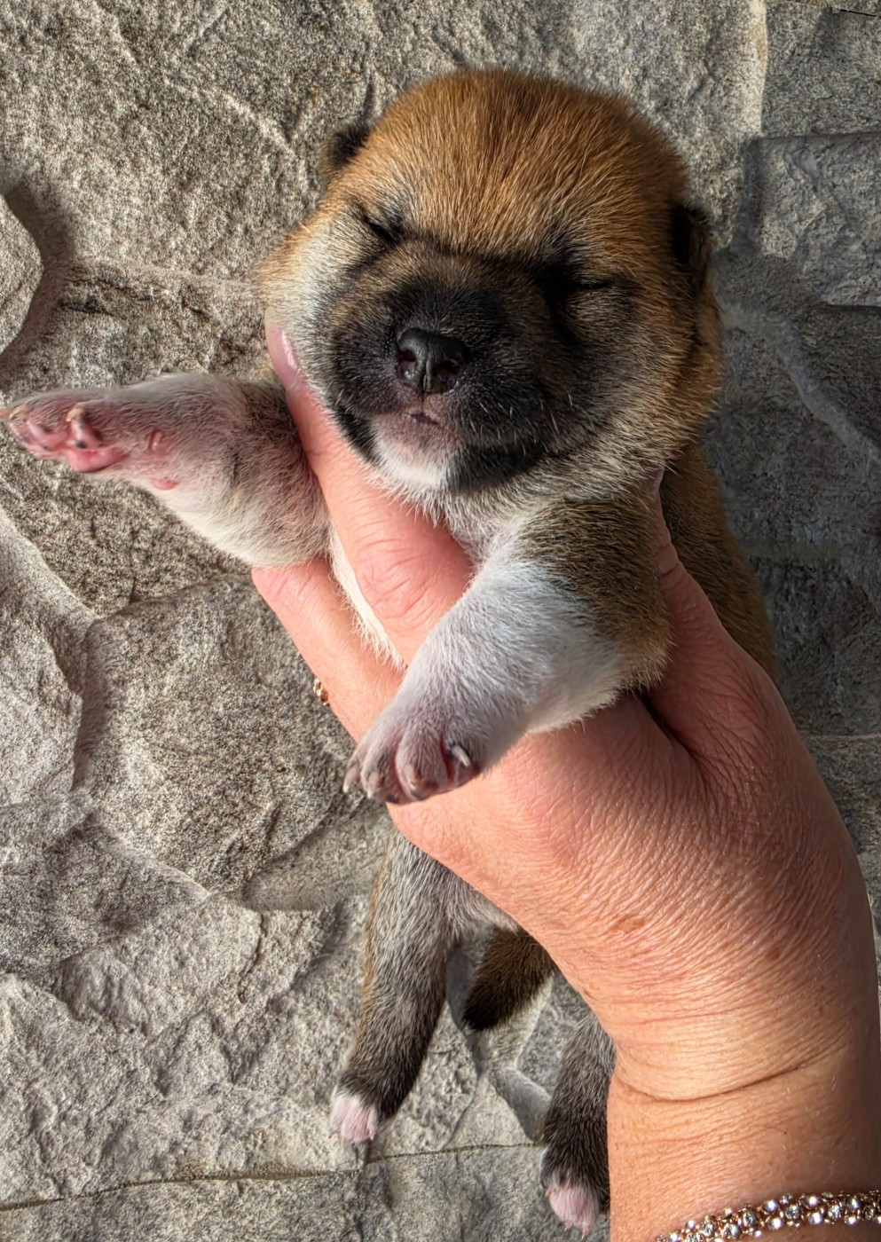 of three love angel - Chiots disponibles - Shiba