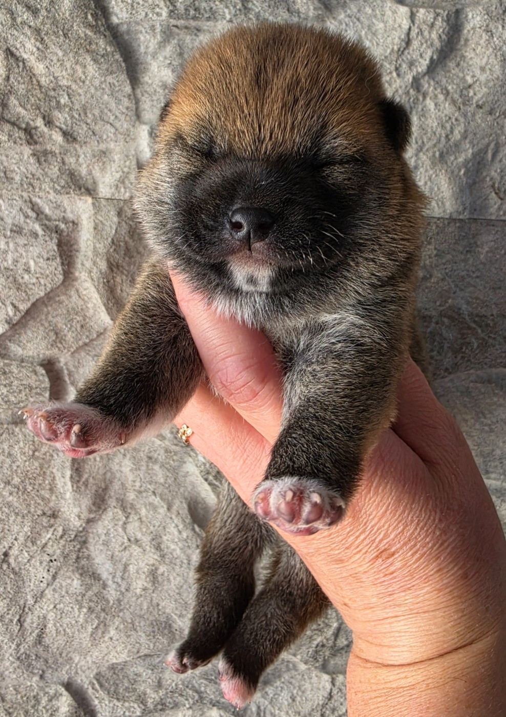 of three love angel - Chiots disponibles - Shiba