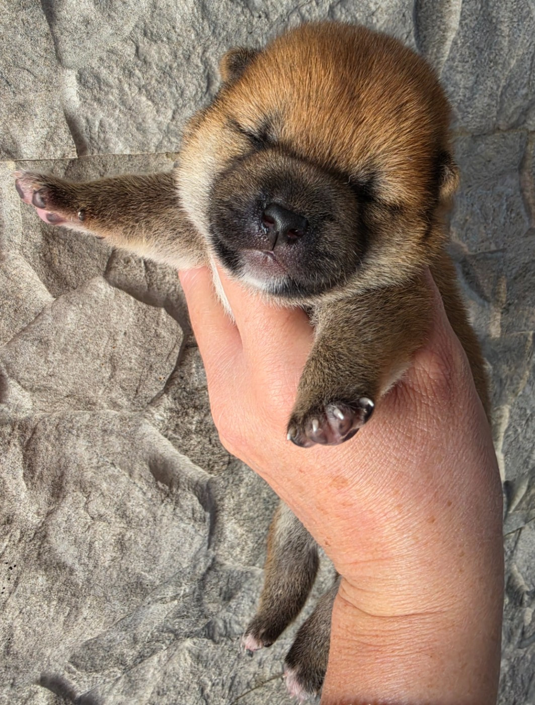 of three love angel - Chiots disponibles - Shiba