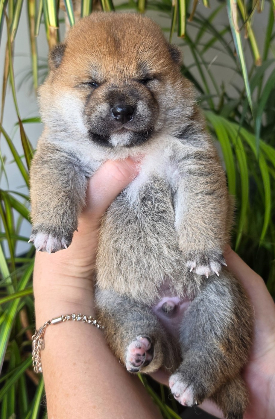 of three love angel - Chiots disponibles - Shiba