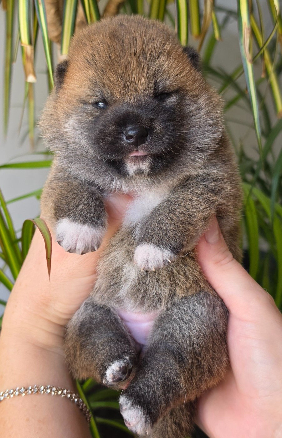 of three love angel - Chiots disponibles - Shiba