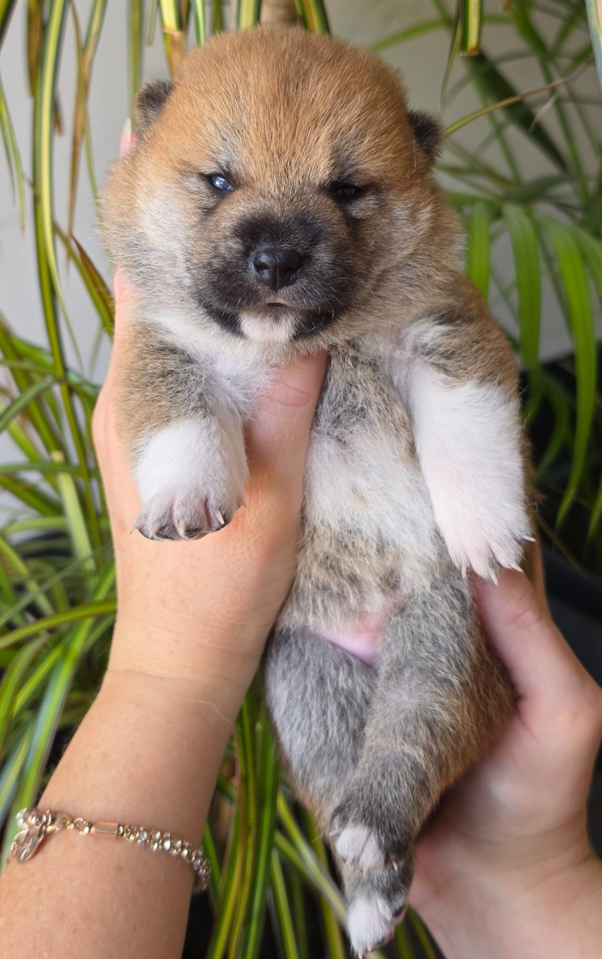 of three love angel - Chiots disponibles - Shiba