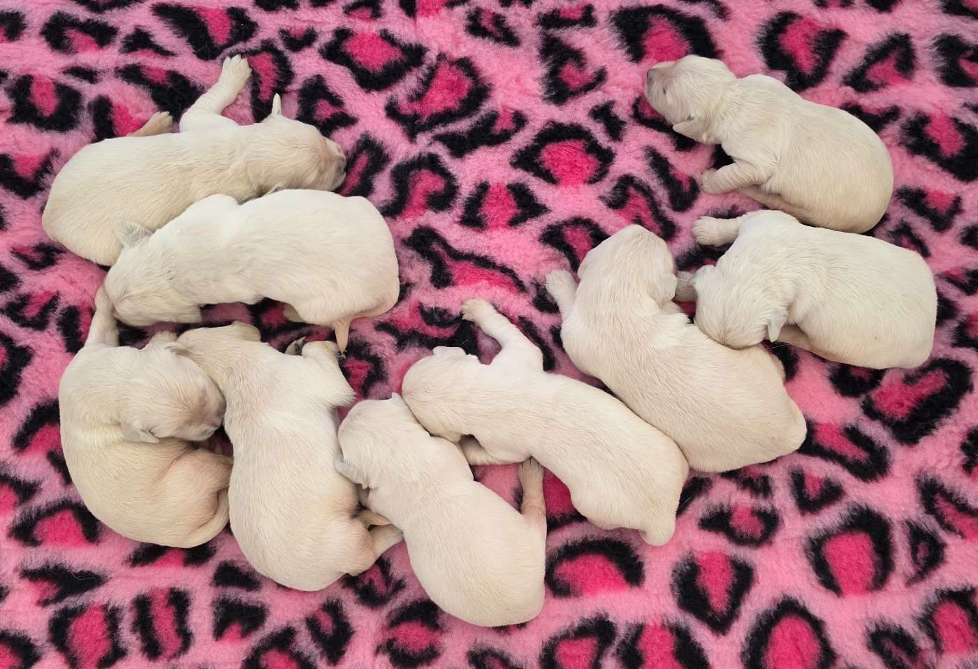 of three love angel - Chiots disponibles - Golden Retriever