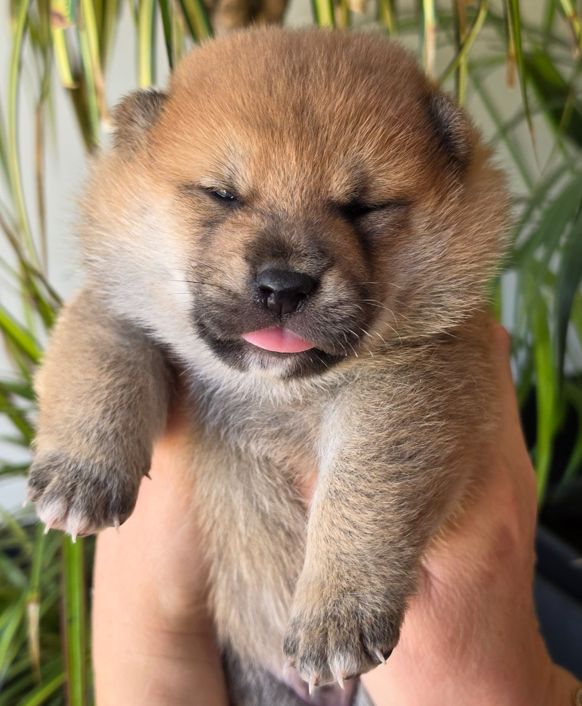 of three love angel - Chiots disponibles - Shiba