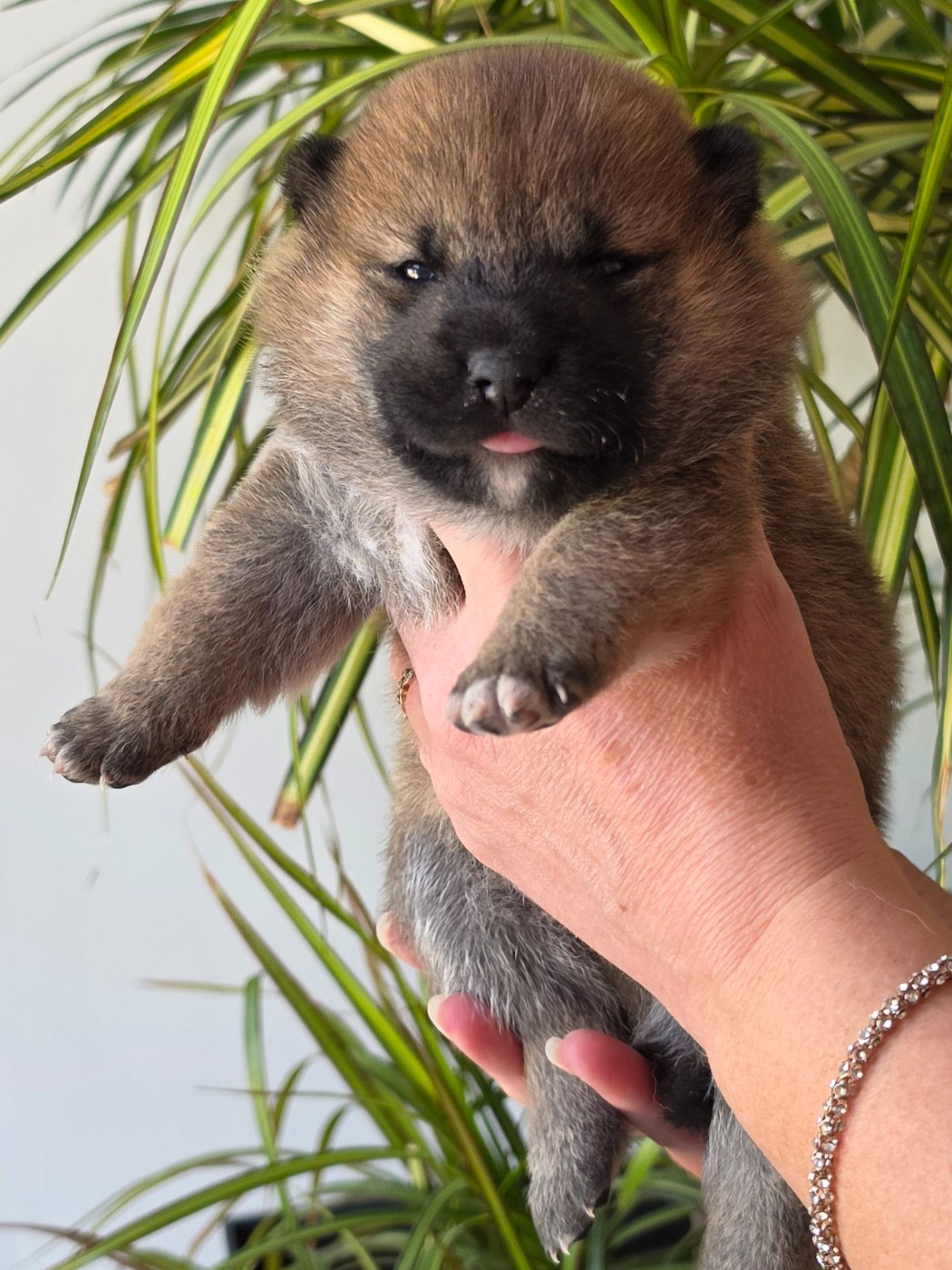 of three love angel - Chiots disponibles - Shiba