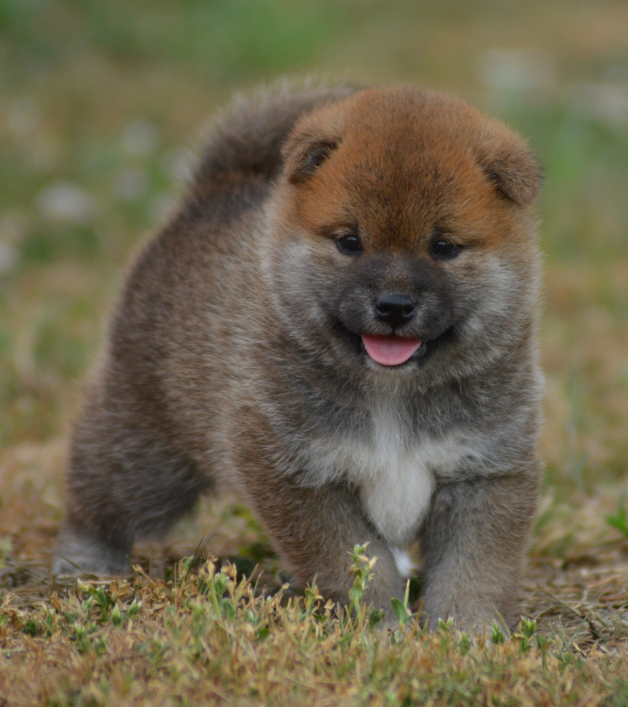 of three love angel - Chiots disponibles - Shiba