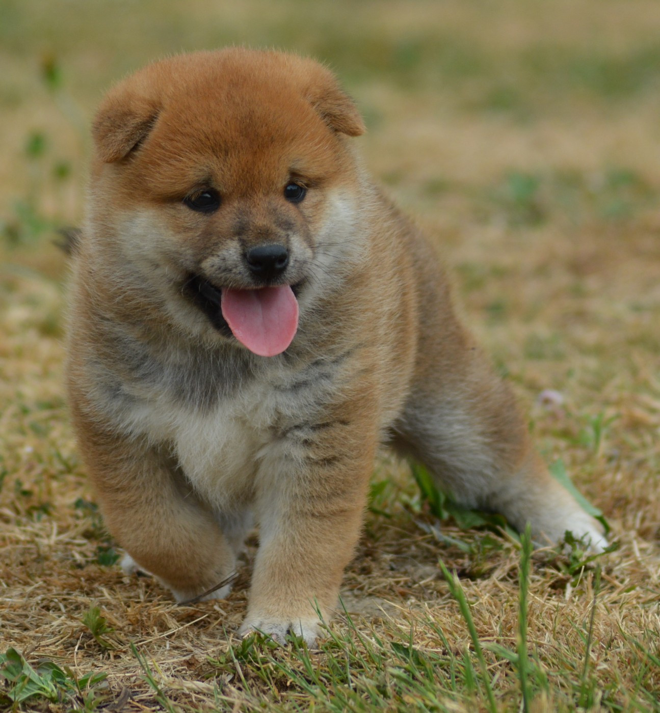of three love angel - Chiots disponibles - Shiba