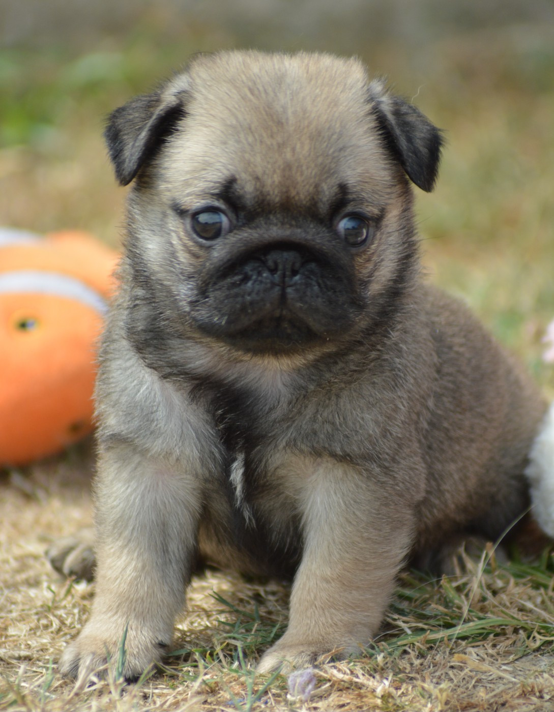 of three love angel - Chiots disponibles - Carlin