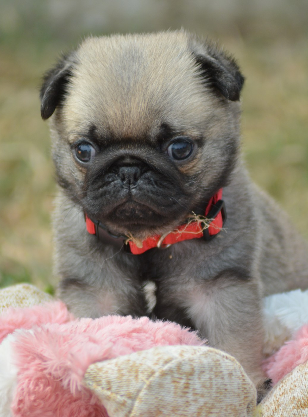 of three love angel - Chiots disponibles - Carlin