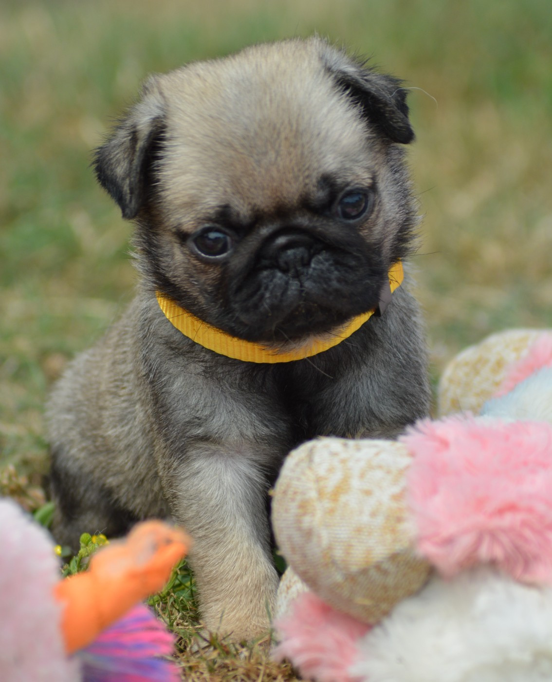 of three love angel - Chiots disponibles - Carlin