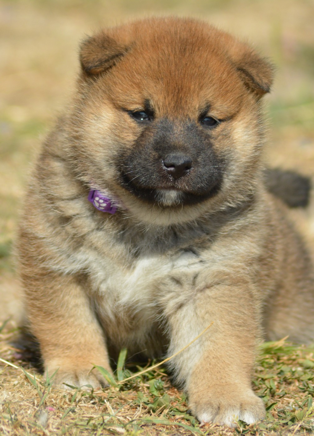 of three love angel - Chiots disponibles - Shiba