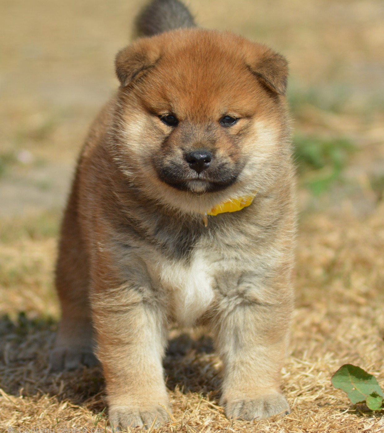 of three love angel - Chiots disponibles - Shiba