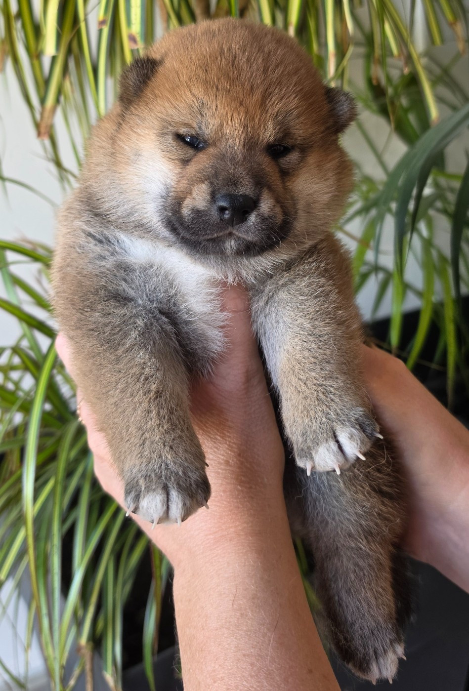 of three love angel - Chiots disponibles - Shiba