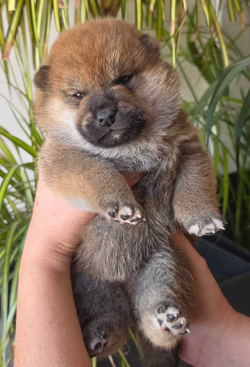 of three love angel - Chiots disponibles - Shiba