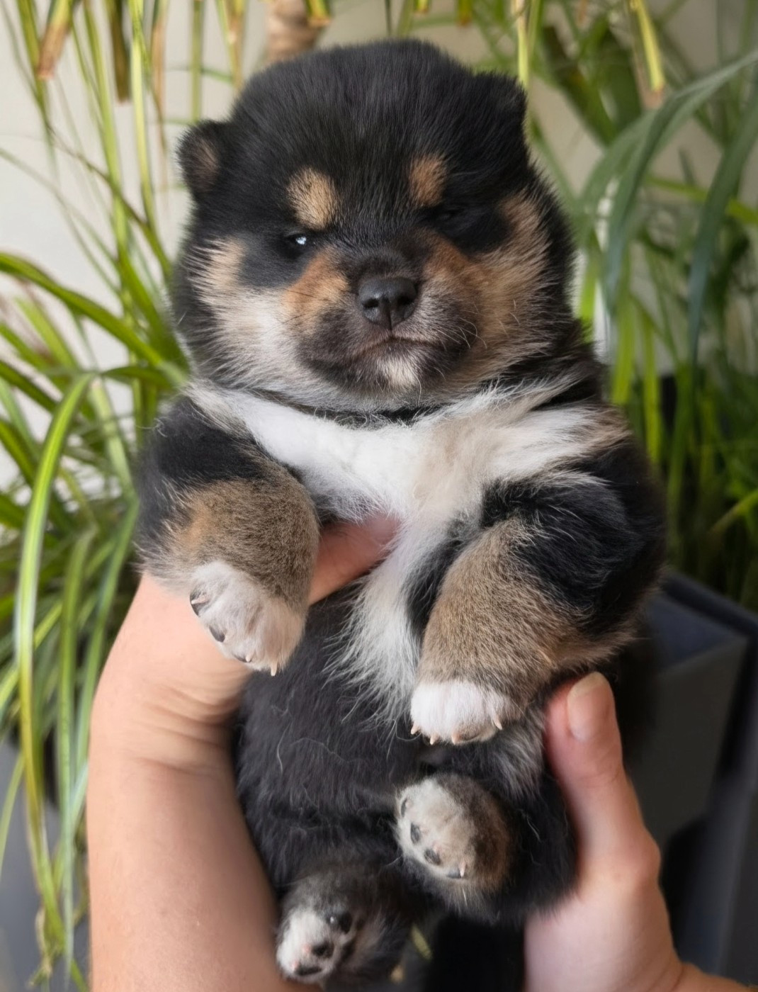 of three love angel - Chiots disponibles - Shiba