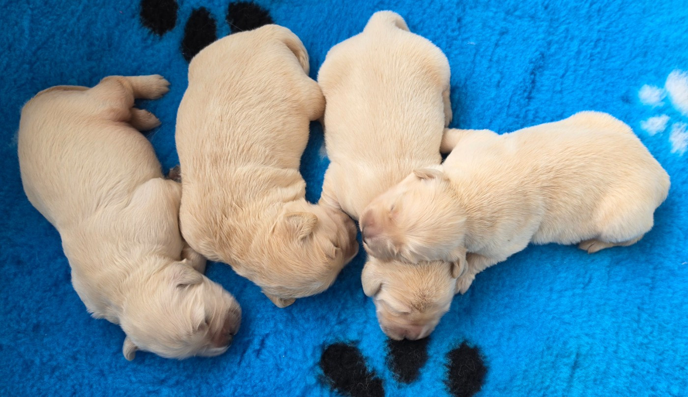 of three love angel - Chiots disponibles - Golden Retriever