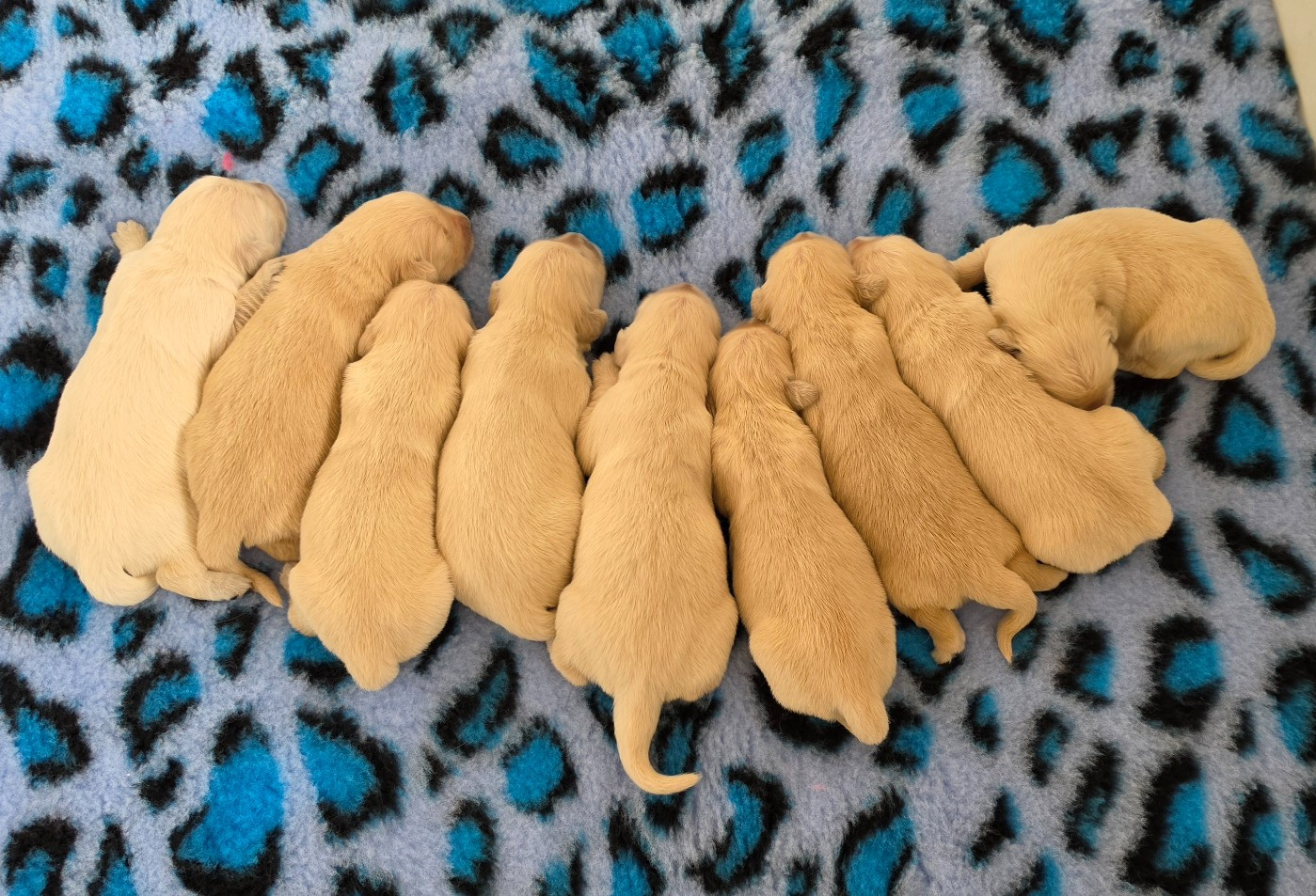 of three love angel - Chiots disponibles - Golden Retriever