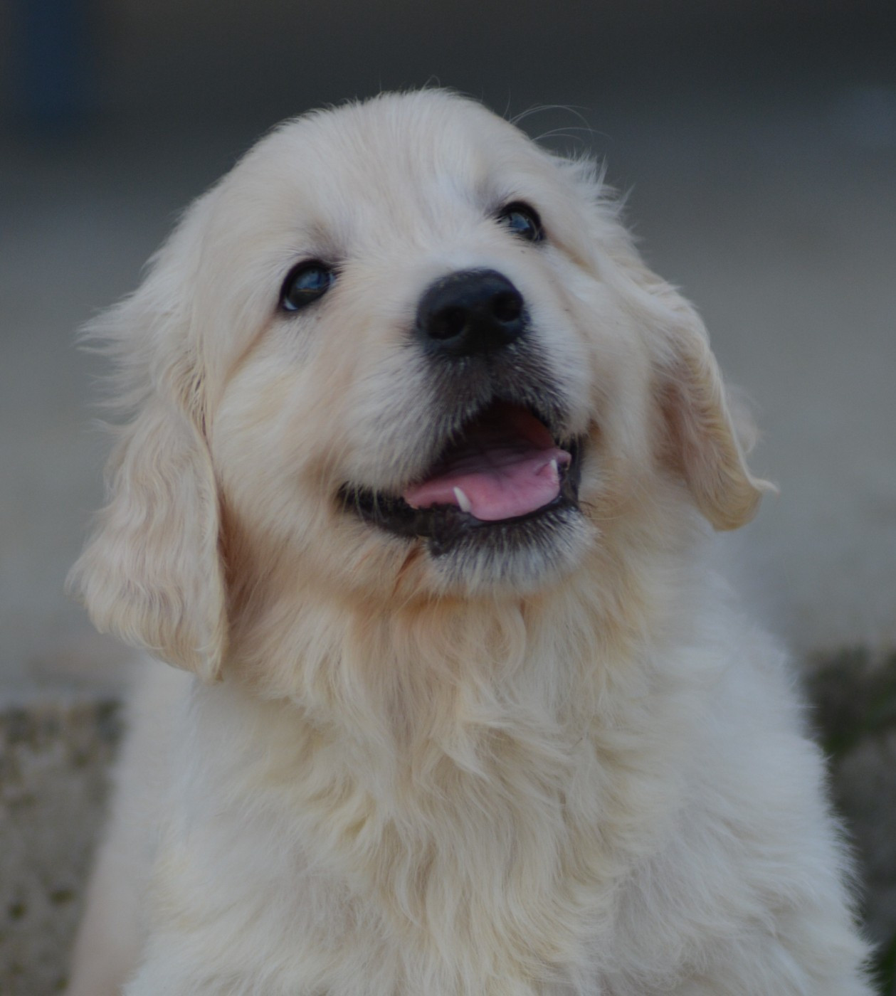 of three love angel - Chiots disponibles - Golden Retriever
