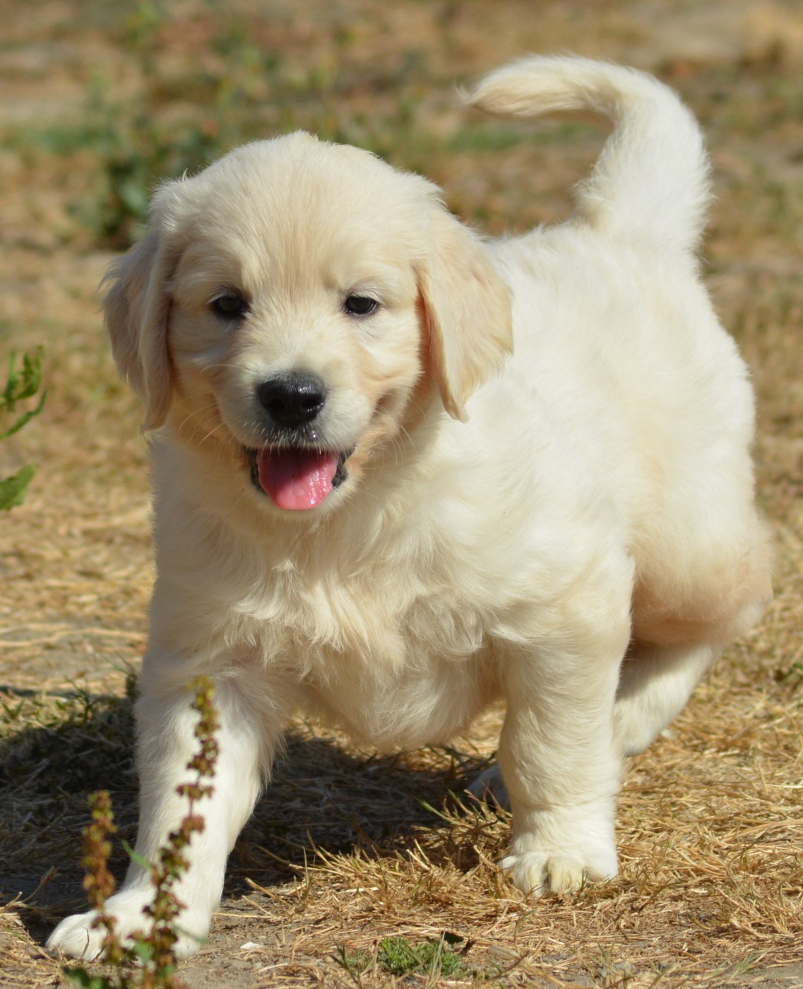 of three love angel - Chiots disponibles - Golden Retriever