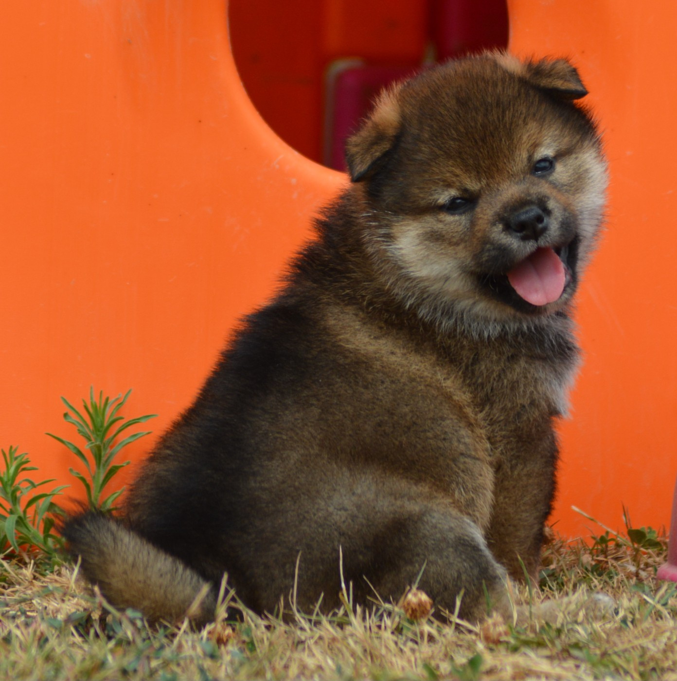 of three love angel - Chiots disponibles - Shiba