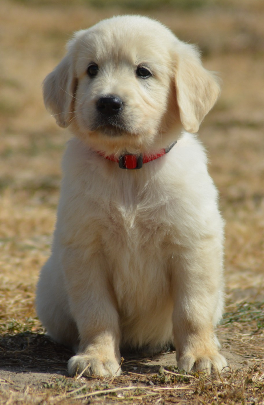 of three love angel - Chiots disponibles - Golden Retriever