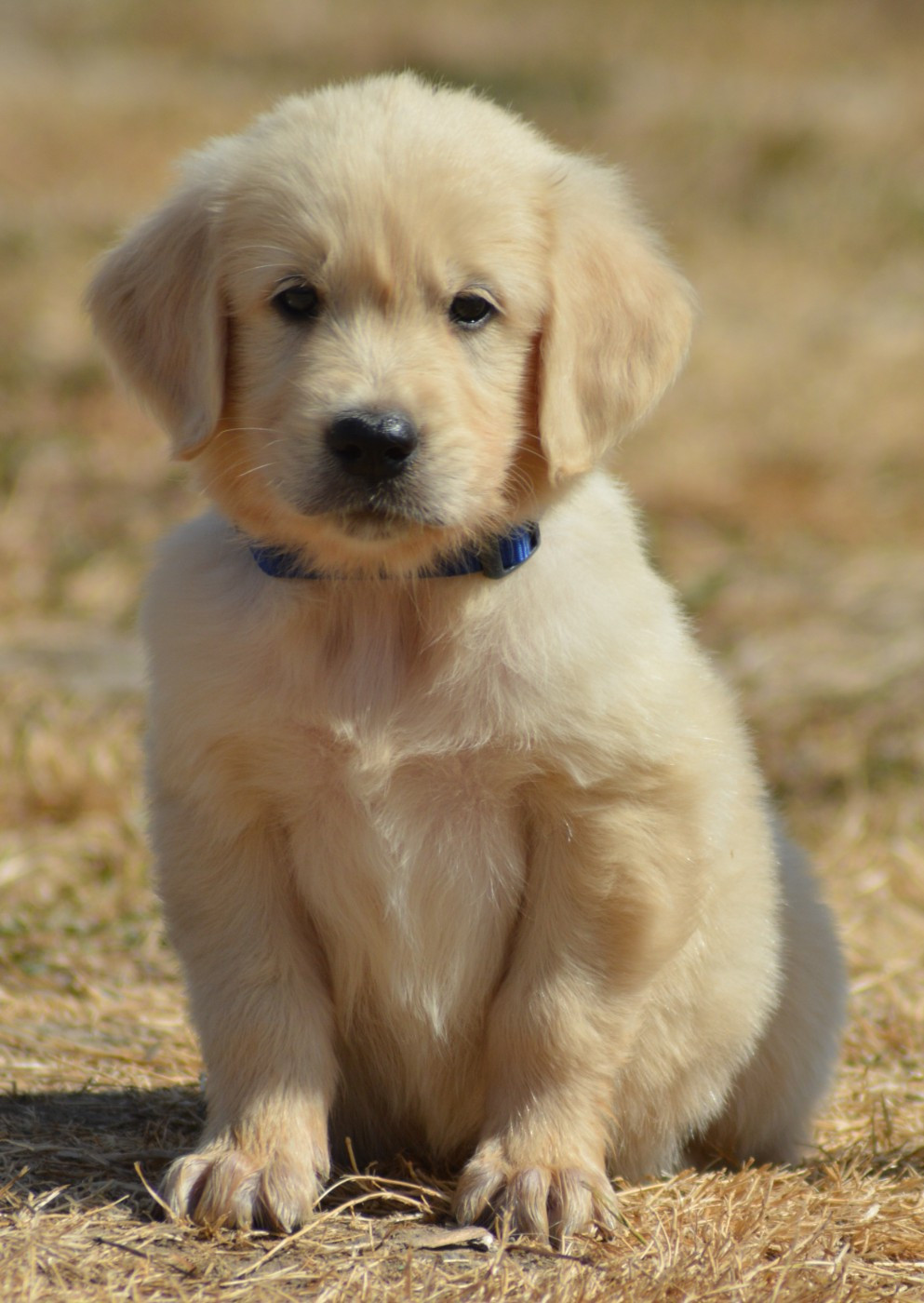 of three love angel - Chiots disponibles - Golden Retriever