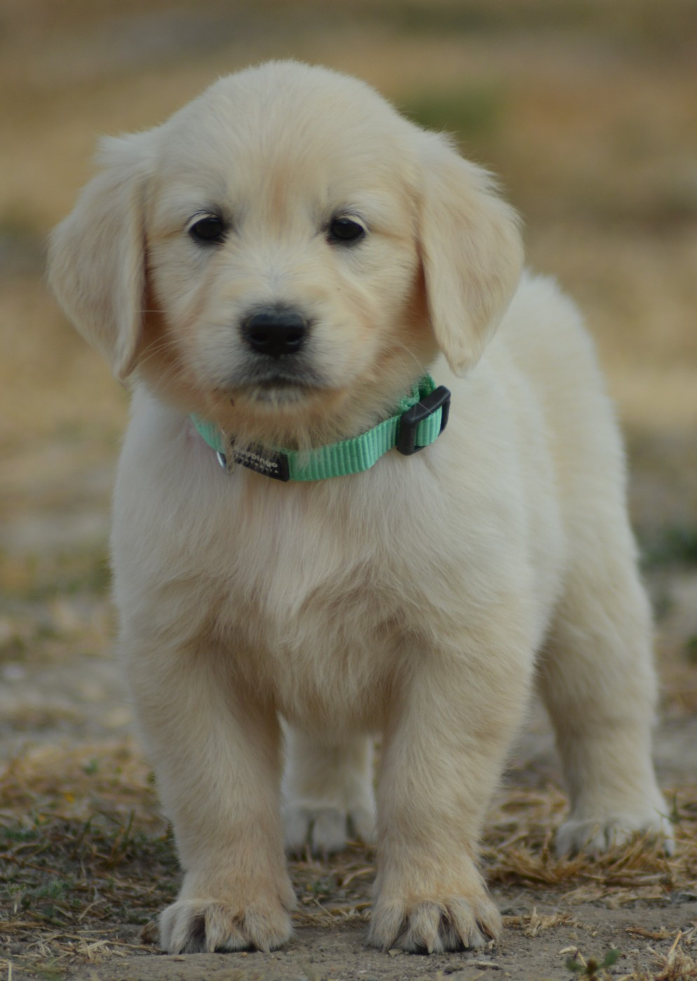 of three love angel - Chiots disponibles - Golden Retriever