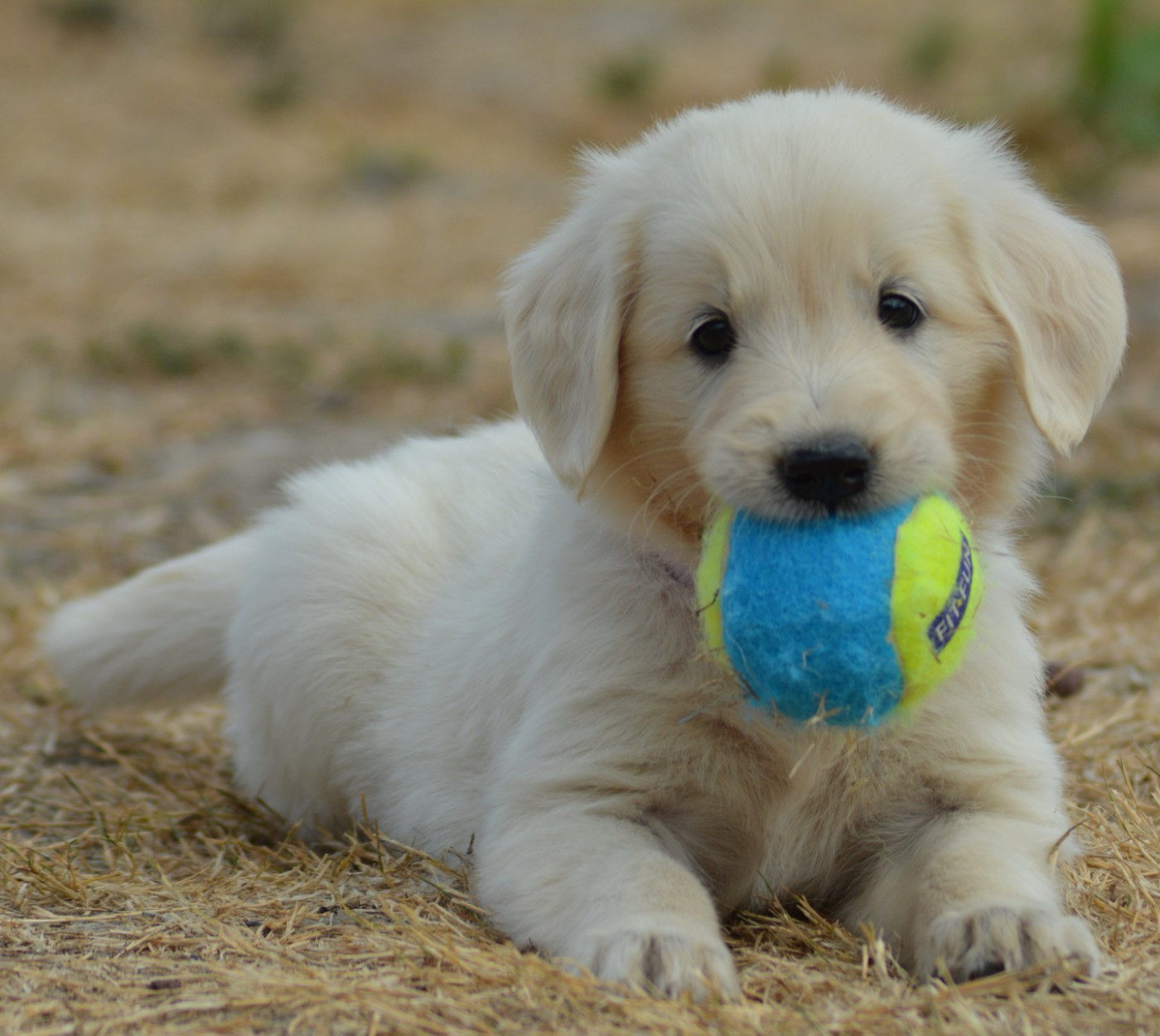 of three love angel - Chiots disponibles - Golden Retriever