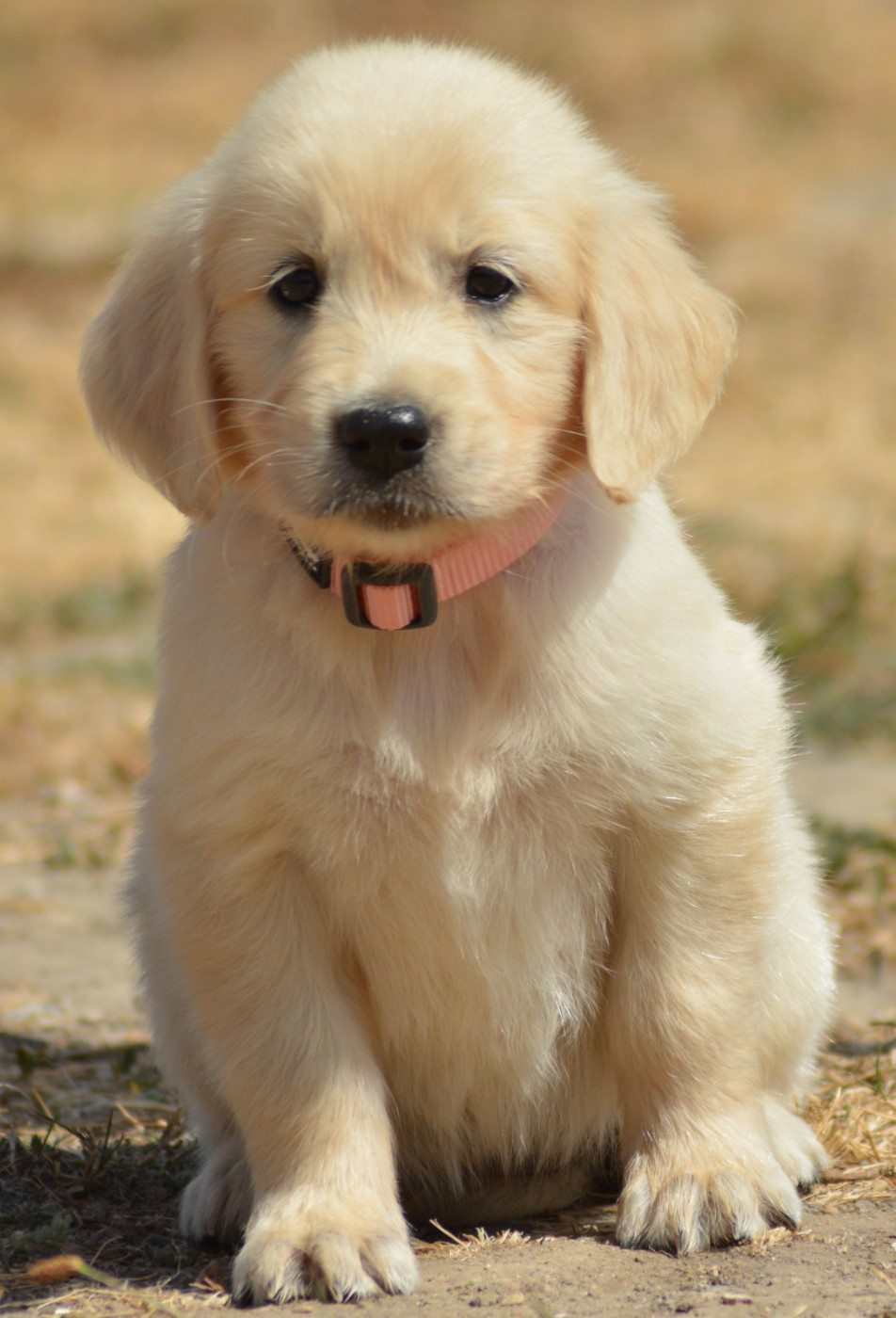 of three love angel - Chiots disponibles - Golden Retriever