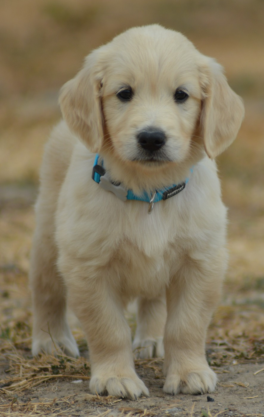 of three love angel - Chiots disponibles - Golden Retriever