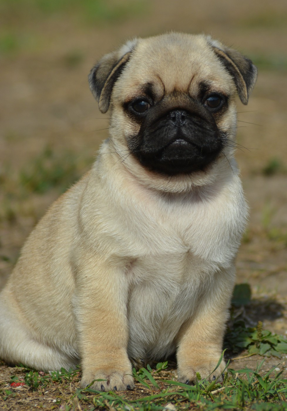 of three love angel - Chiots disponibles - Carlin
