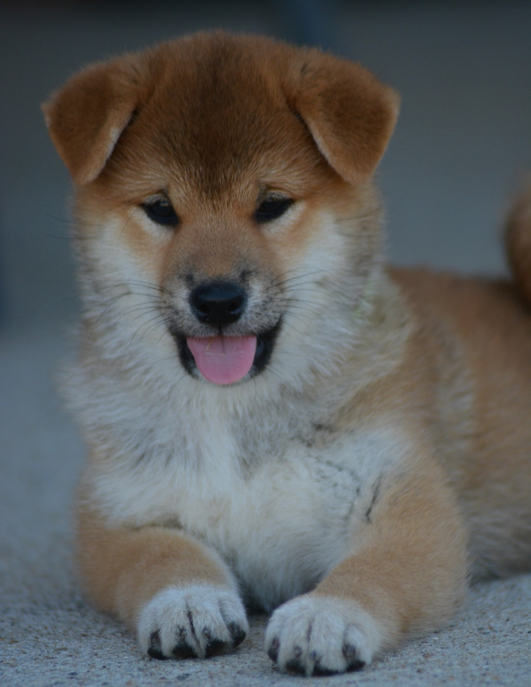 of three love angel - Chiots disponibles - Shiba