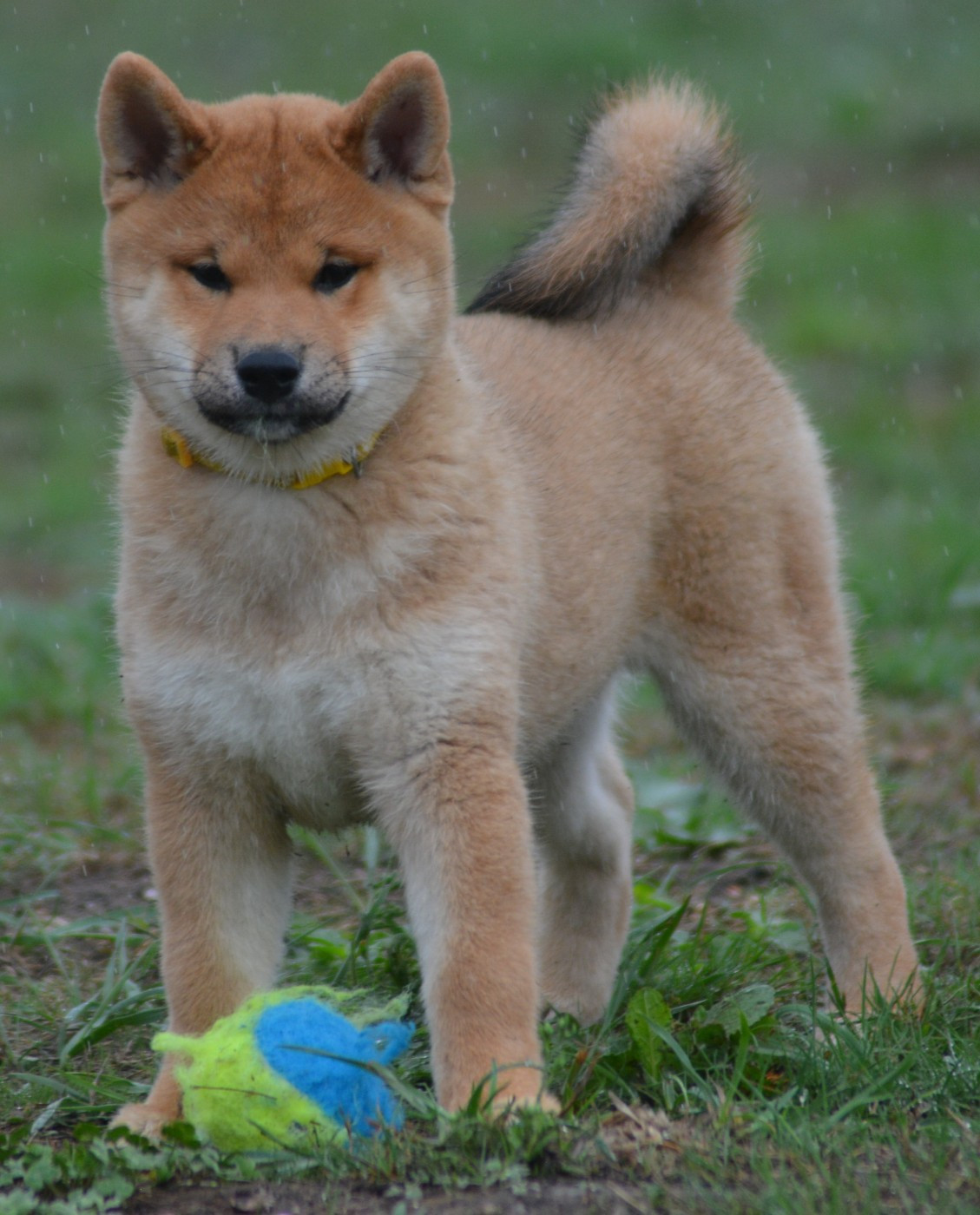 of three love angel - Chiots disponibles - Shiba