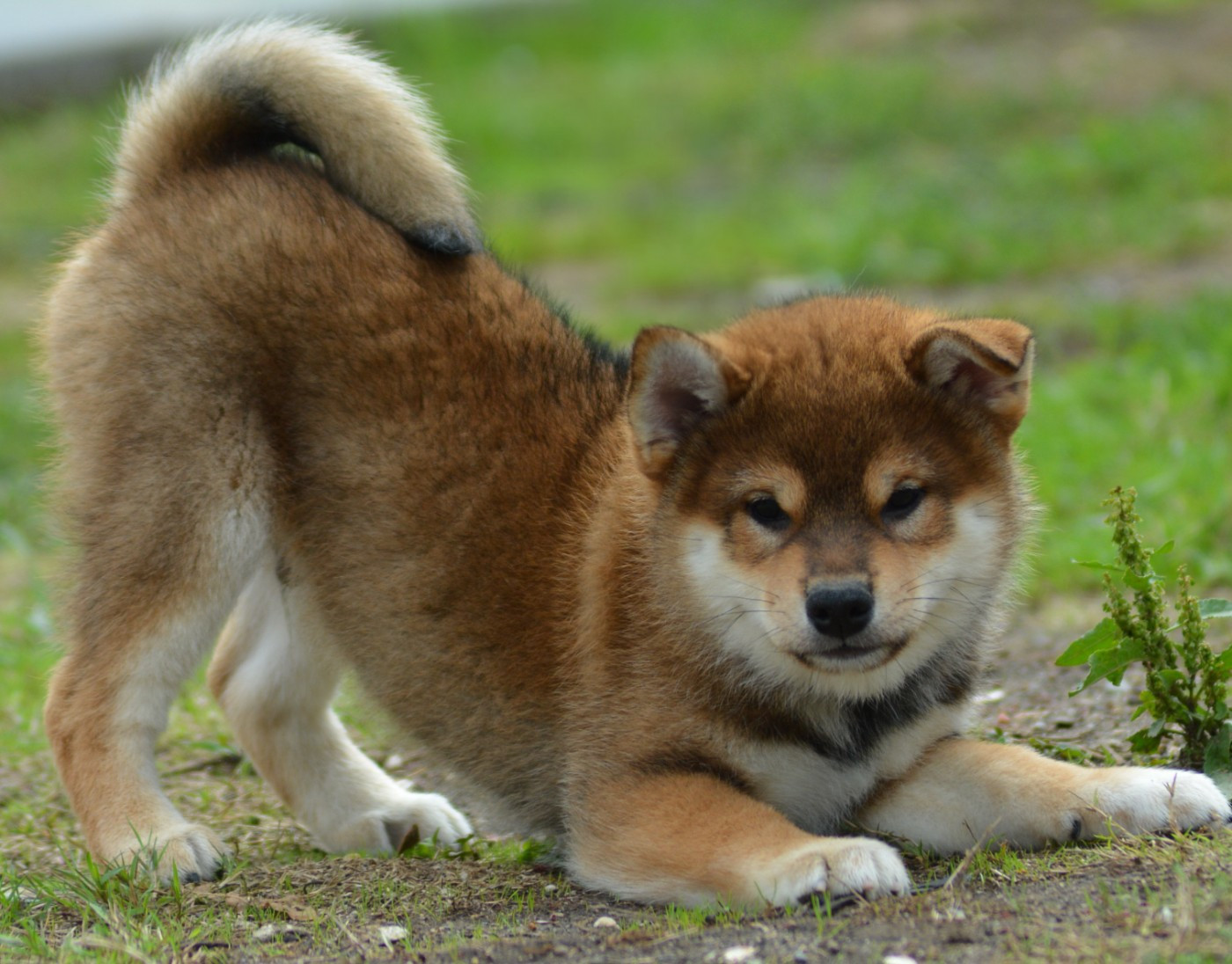 of three love angel - Chiots disponibles - Shiba