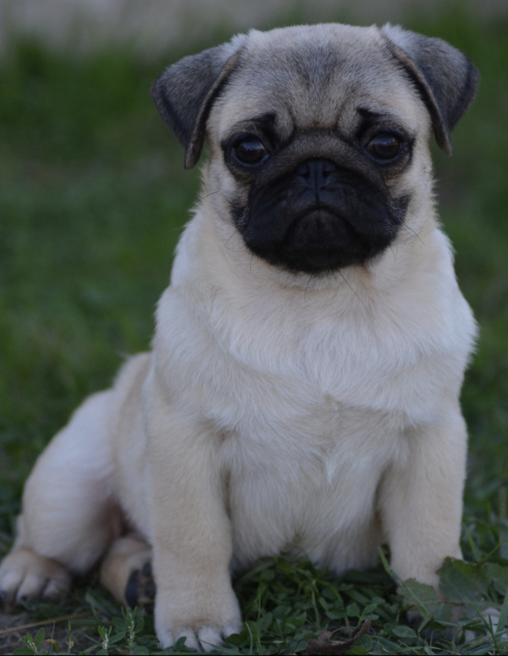 of three love angel - Chiots disponibles - Carlin