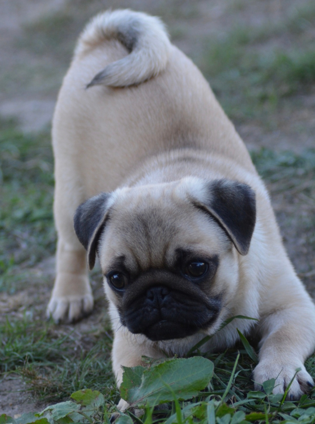 of three love angel - Chiots disponibles - Carlin